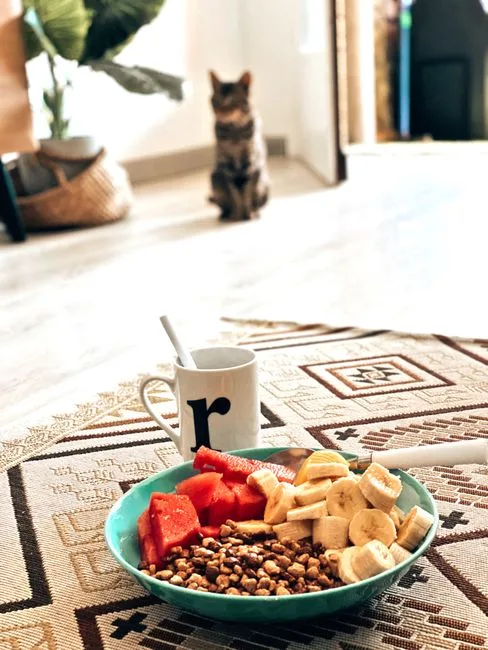 Alimentació gats d'interior