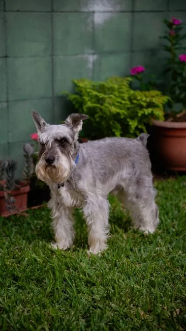 Casero vs comercial mascotas