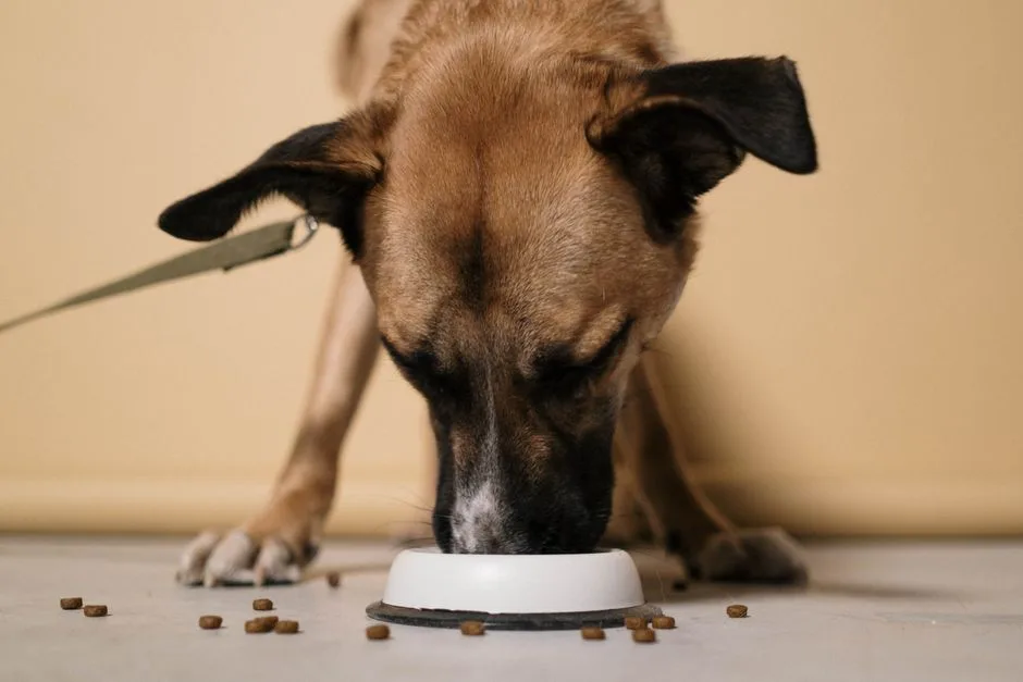 Custom dog food benefits