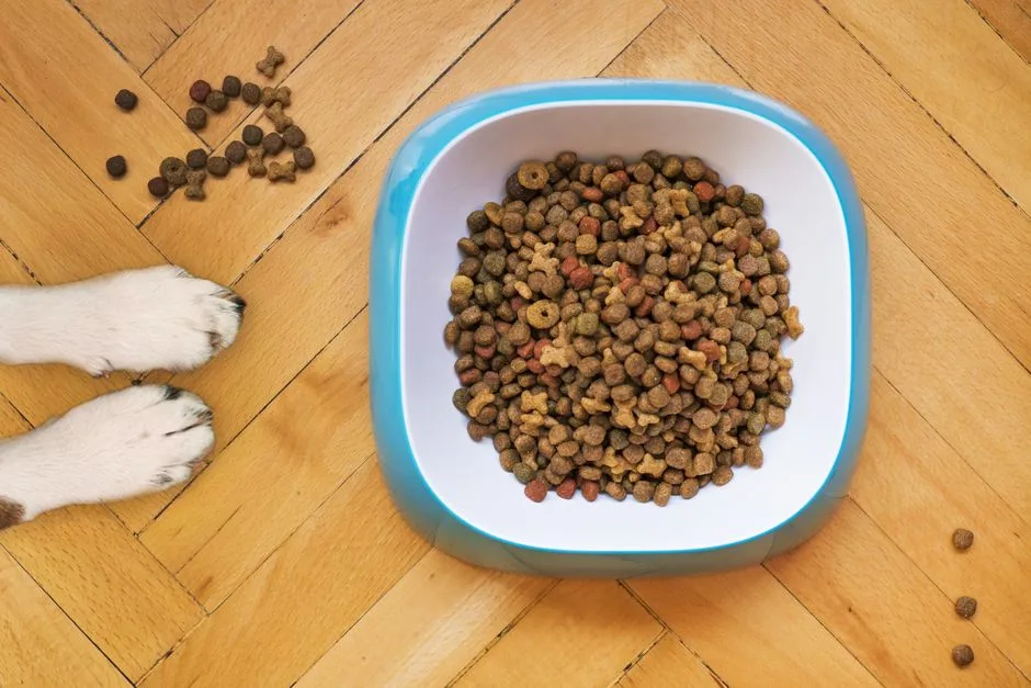 Protein requirements adult dogs
