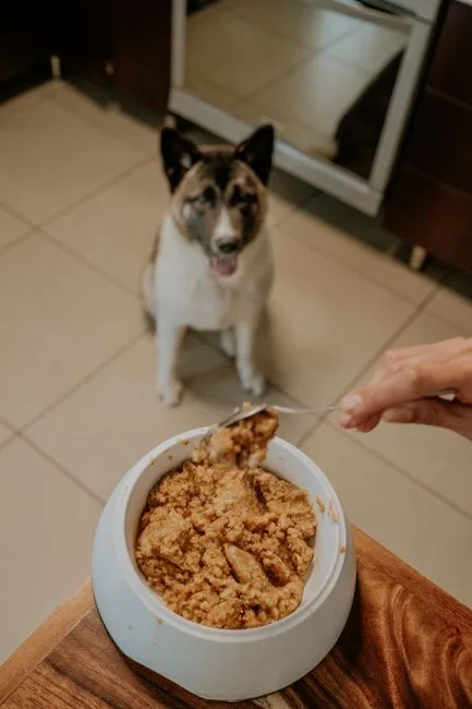 Homemade vs commercial pet food