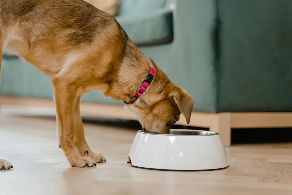 Puppy senior life stage nutrition