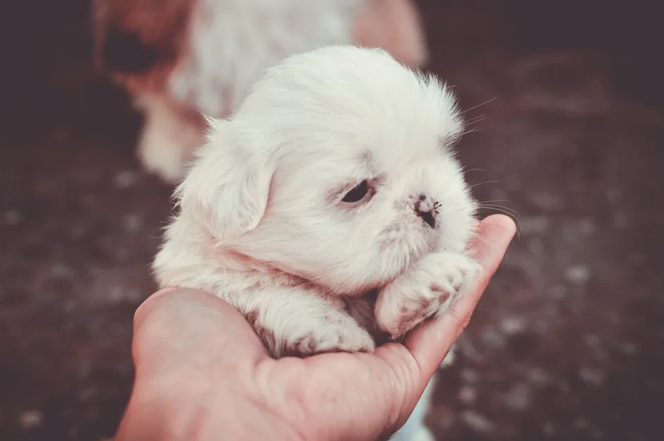 Puppy senior life stage nutrition