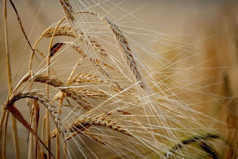 Mites pinso sense cereals