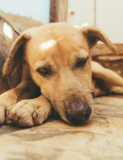 Nutrición cachorros y seniors