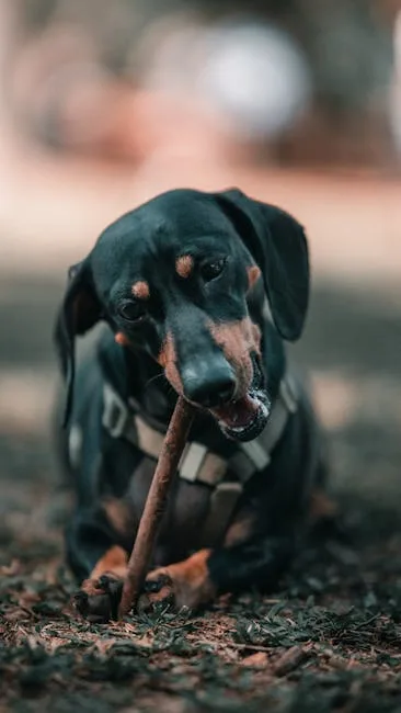 Requerimientos proteína perros adultos