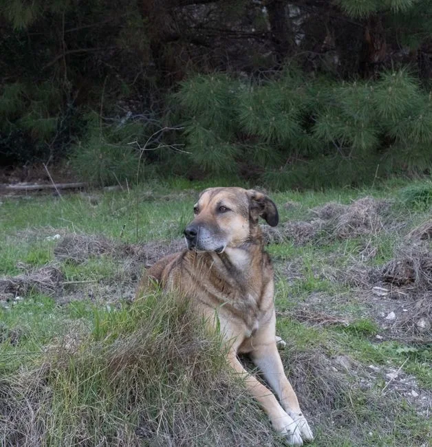 Requerimientos proteína perros adultos