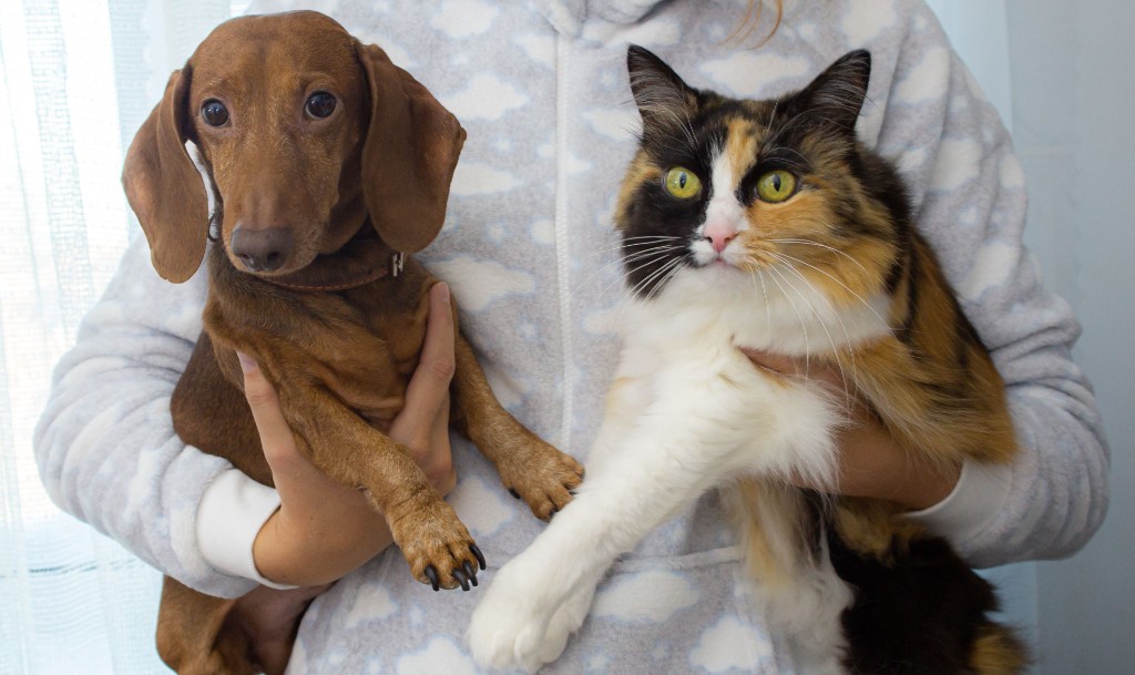 Perro y gato